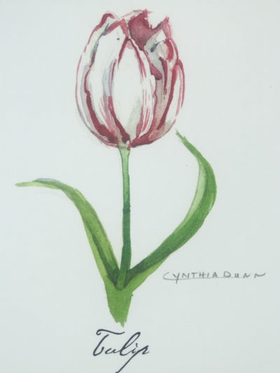 Tulip - box of 8