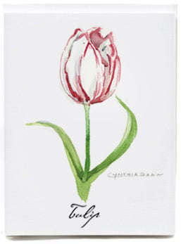 Tulip - box of 8